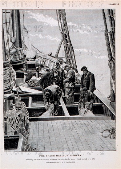 Dressing halibut on deck of schooner for icing in the hold
