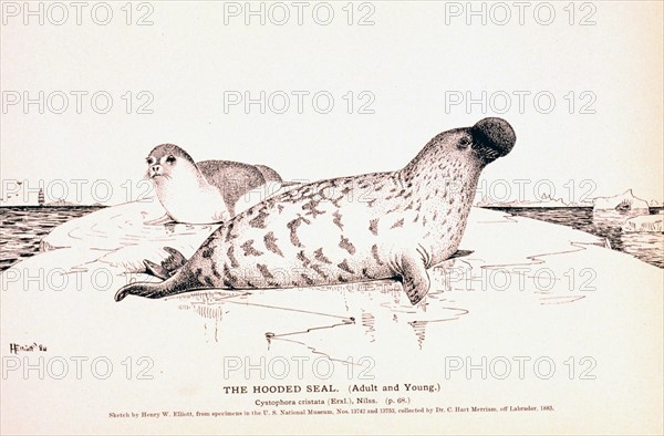 The Hooded Seal