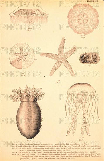 Echinoderms