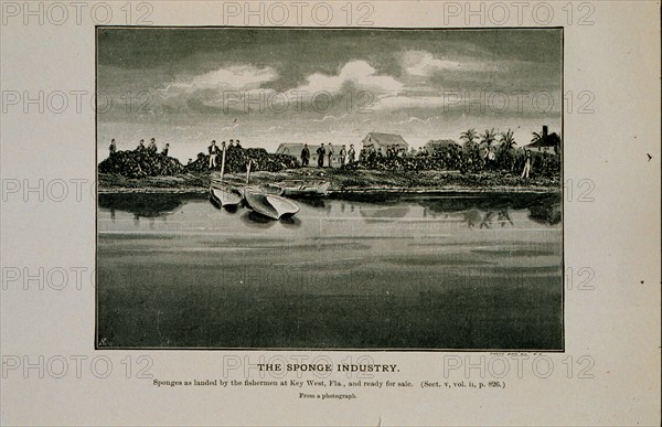 Sponges as landed by the fishermen at Key West