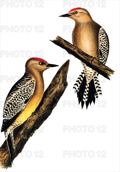 Gila Woodpecker