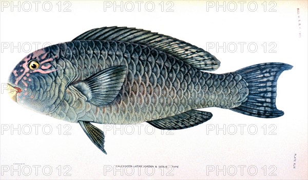 Callyodon Latax