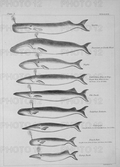 Illustration from 'Explanations and Sailing Directions