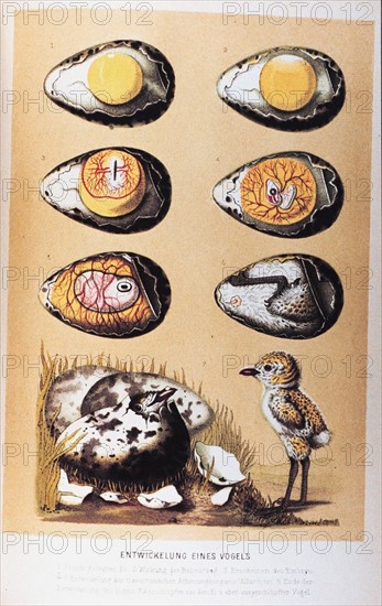 Entwicklung eines Vogels' by Matthias Jakob Schleiden