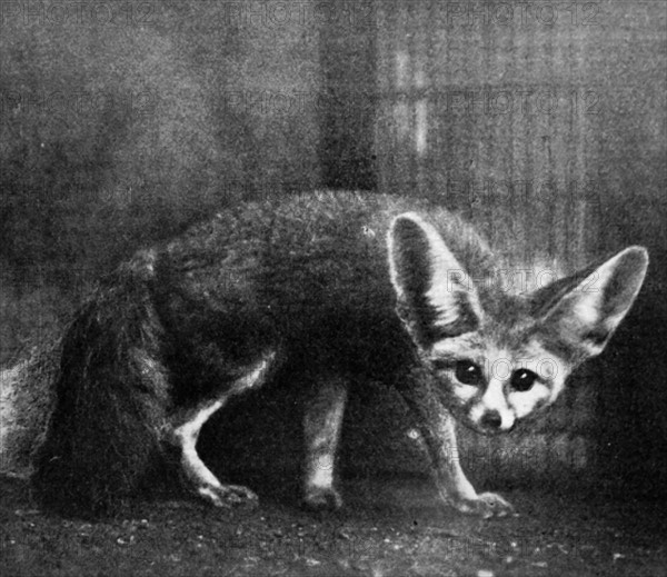 A Bat-eared Fox at London Zoo