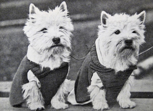 Two Dandie Dinmont Terrier