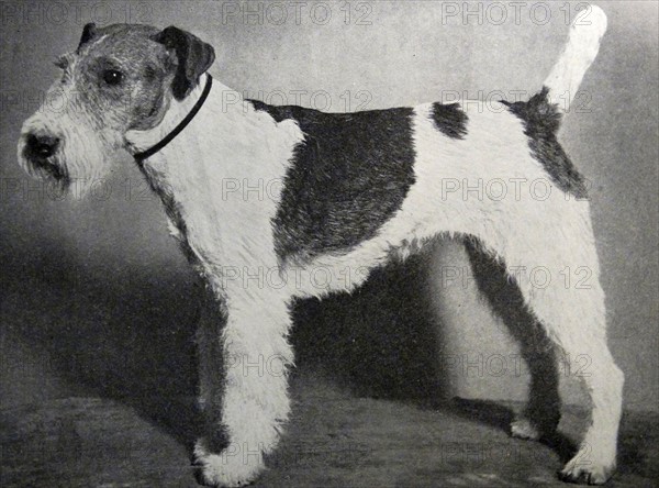 Wire Hair Fox Terrier