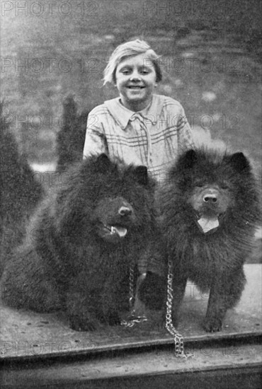 Two Chinese Chow Chow dogs