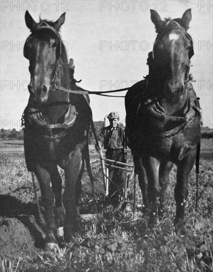 A young man using a plough pulled by horses