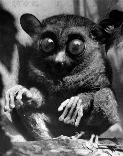 a Tarsier