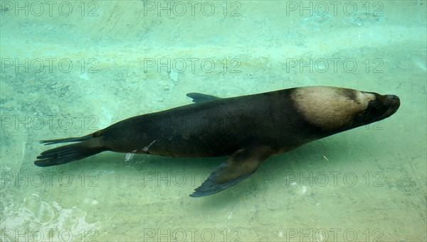 The South American sea lion