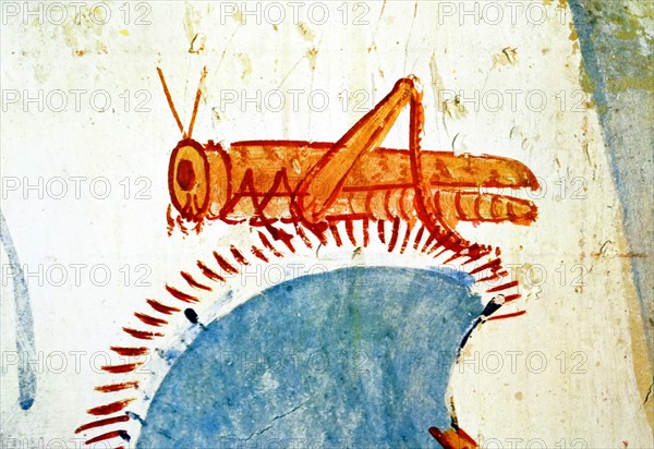 Egyptian tomb wall a grasshopper