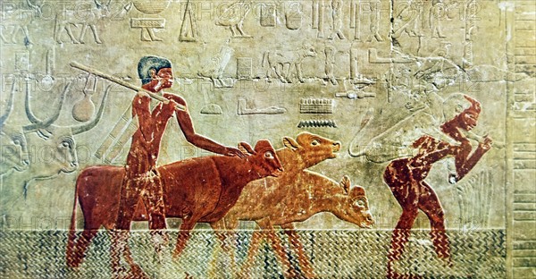 Egyptian tomb wall an agricultural scene