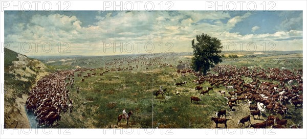 Rounding up a herd on a Texas Ranch 1912.