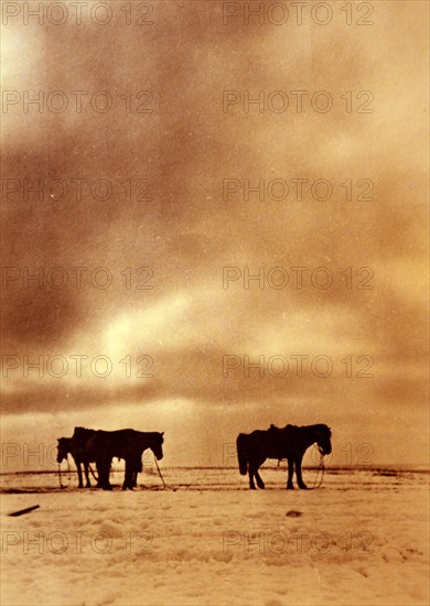 Abandoned farm with horses left behind, 1941