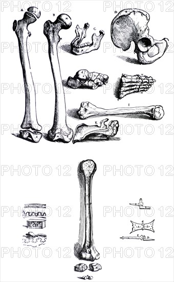 Plates from the First Book of the De Humani Corporis Fabrica by Vesalius