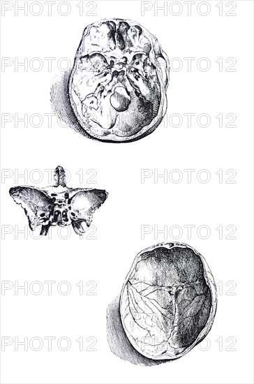 Plates from the First Book of the De Humani Corporis Fabrica by Vesalius