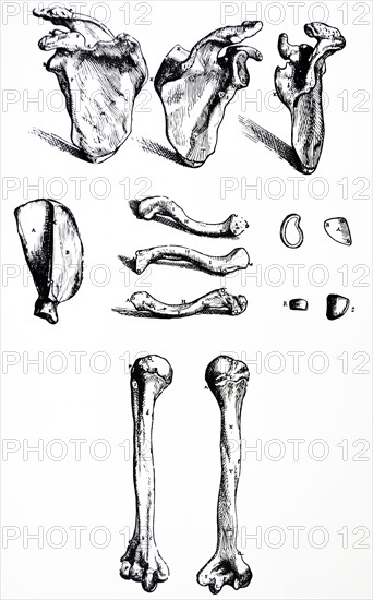 Plates from the First Book of the De Humani Corporis Fabrica by Vesalius