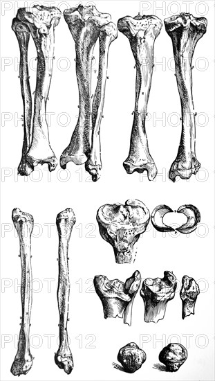 Plates from the First Book of the De Humani Corporis Fabrica by Vesalius