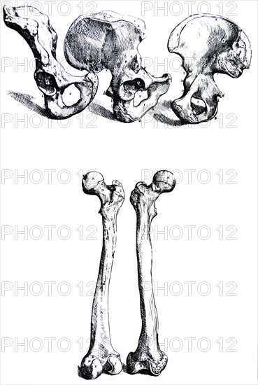 Plates from the First Book of the De Humani Corporis Fabrica by Vesalius