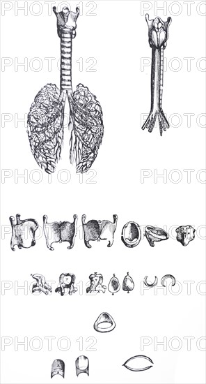 Plates from the First Book of the De Humani Corporis Fabrica by Vesalius