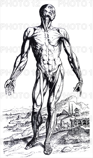 Plates from the Second Book of the De Humani Corporis Fabrica by Vesalius