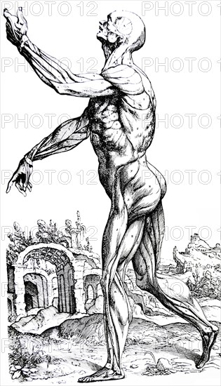 Plates from the Second Book of the De Humani Corporis Fabrica by Vesalius