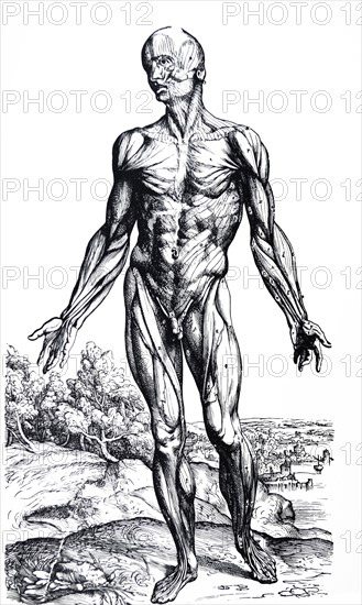 Plates from the Second Book of the De Humani Corporis Fabrica by Vesalius