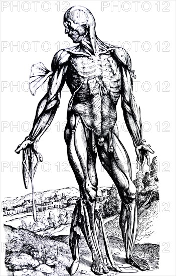 Plates from the Second Book of the De Humani Corporis Fabrica by Vesalius