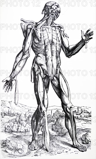 Plates from the Second Book of the De Humani Corporis Fabrica by Vesalius