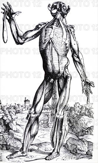 Plates from the Second Book of the De Humani Corporis Fabrica by Vesalius