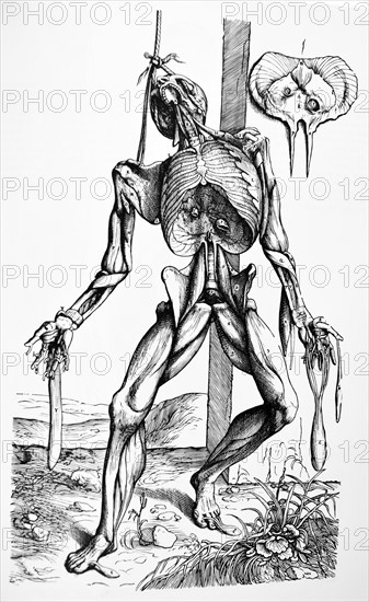 Plates from the Second Book of the De Humani Corporis Fabrica by Vesalius