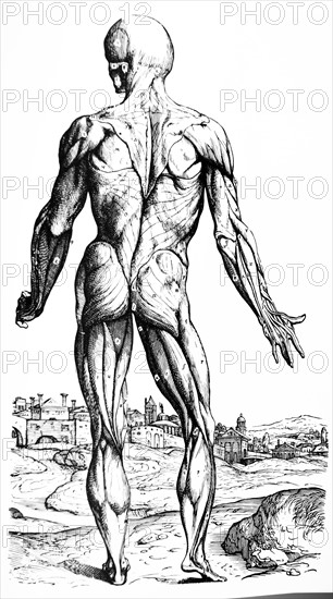 Plates from the Second Book of the De Humani Corporis Fabrica by Vesalius