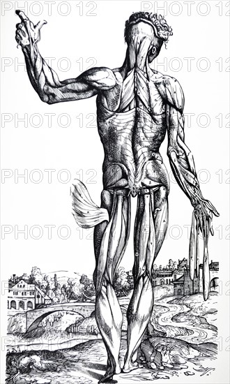 Plates from the Second Book of the De Humani Corporis Fabrica by Vesalius