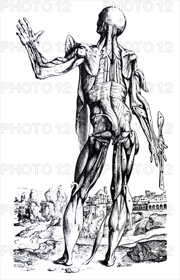 Plates from the Second Book of the De Humani Corporis Fabrica by Vesalius