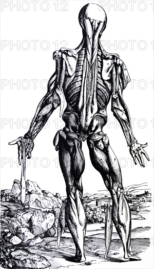 Plates from the Second Book of the De Humani Corporis Fabrica by Vesalius