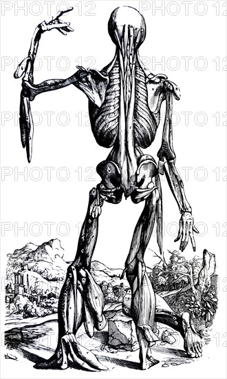 Plates from the Second Book of the De Humani Corporis Fabrica by Vesalius