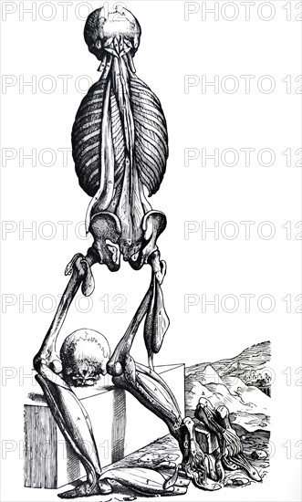 Plates from the Second Book of the De Humani Corporis Fabrica by Vesalius