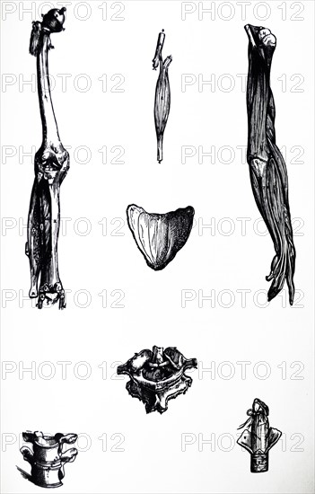 Plates from the Second Book of the De Humani Corporis Fabrica by Vesalius