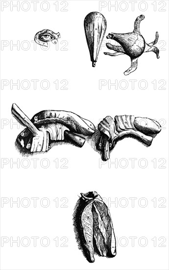 Plates from the Second Book of the De Humani Corporis Fabrica by Vesalius