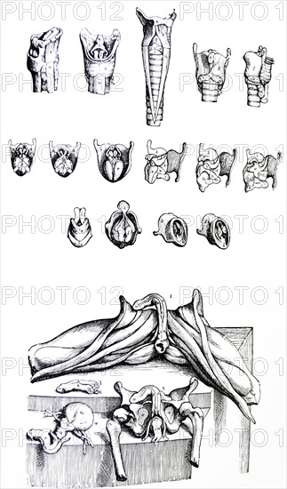 Plates from the Second Book of the De Humani Corporis Fabrica by Vesalius