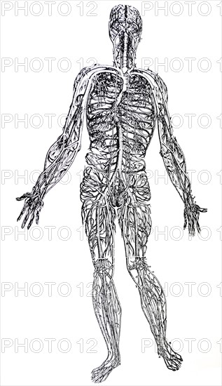 Plates from the Third Book of the De Humani Corporis Fabrica by Vesalius