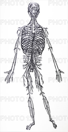 Plates from the Third Book of the De Humani Corporis Fabrica by Vesalius