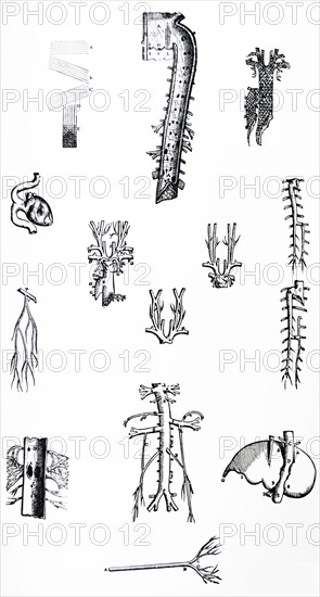 Plates from the Third Book of the De Humani Corporis Fabrica by Vesalius