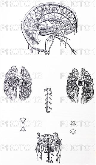 Plates from the Third Book of the De Humani Corporis Fabrica by Vesalius