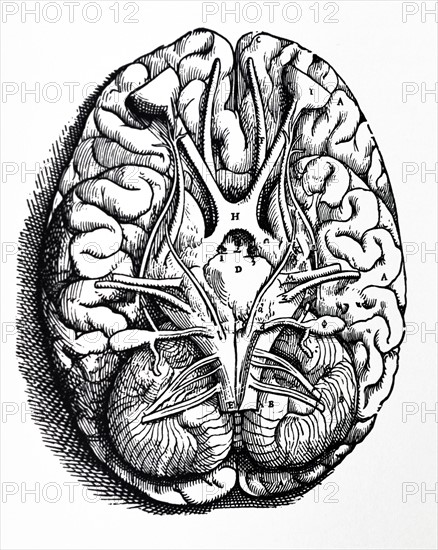 Plates from the Fourth Book of the De Humani Corporis Fabrica by Vesalius