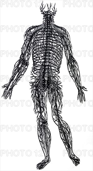 Plates from the Fourth Book of the De Humani Corporis Fabrica by Vesalius