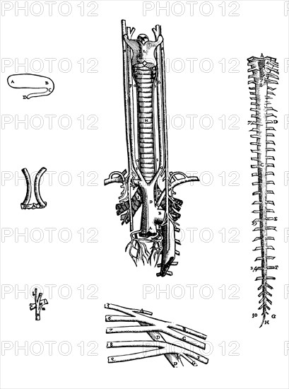 Plates from the Fourth Book of the De Humani Corporis Fabrica by Vesalius