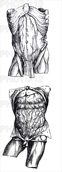 Plates from the Fifth Book of the De Humani Corporis Fabrica by Vesalius