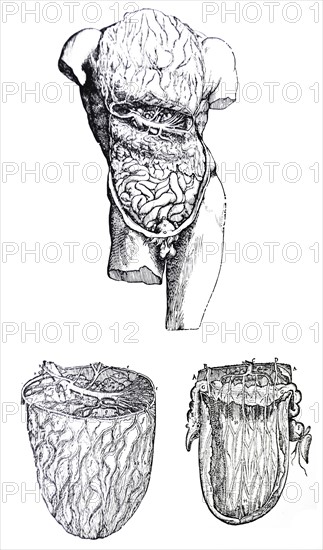 Plates from the Fifth Book of the De Humani Corporis Fabrica by Vesalius